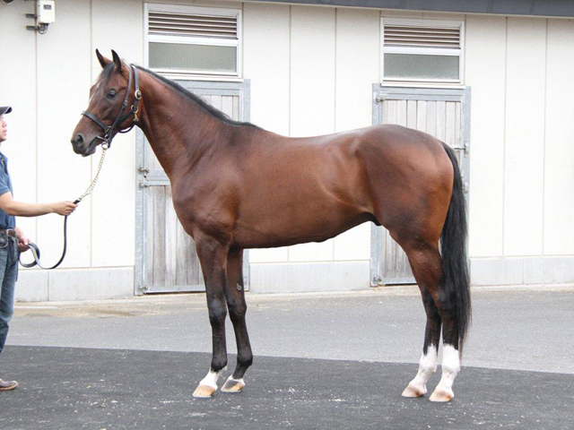 引退馬 10年産 へたれ一口馬主道