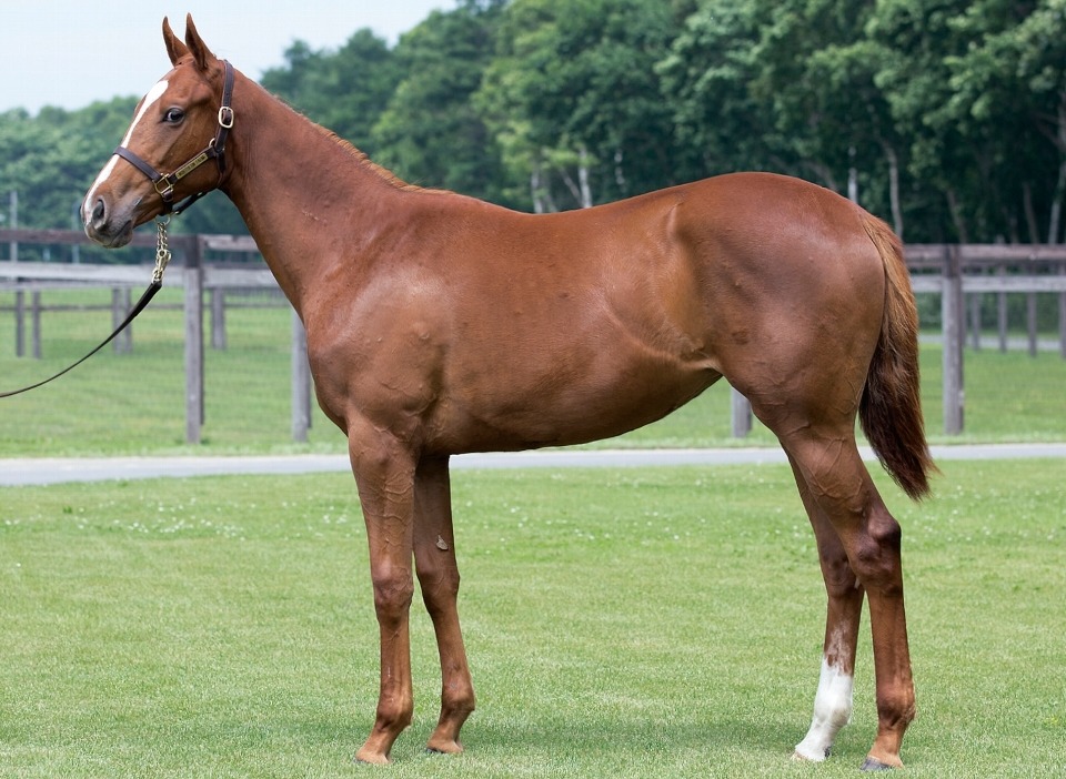 キャロットクラブ へたれ一口馬主道